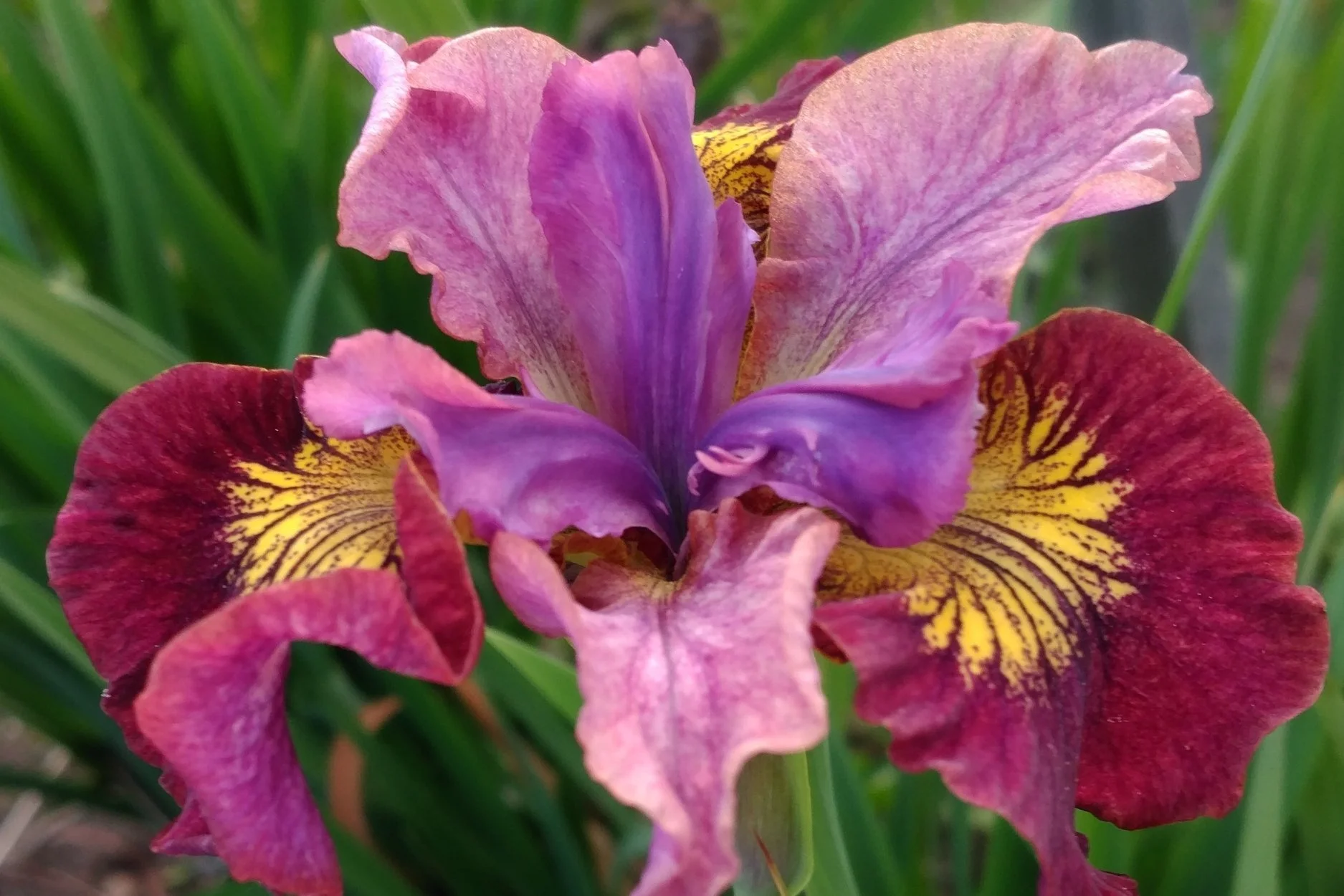 Miss Apple Siberian Iris — Corn Hill Nursery